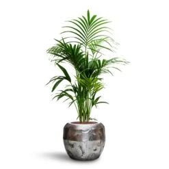 Opus Raw Couple Planter - Silver -Garden Potted Plant Shop Howea Kentia Palm HydroCare Opus Raw Couple Planter Silver 44f54989 4d09 4c03 a022 682ae3cdfe37