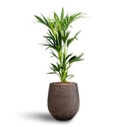 Opus Hit Darcy Planter - Gold -Garden Potted Plant Shop Howea Kentia Palm Hydroculture 18 19 x 100cm Opus Hit Darcy Planter Gold 38 x 42cm 7e90bba9 b83f 4e77 9fd3 c3855cf2b7fc