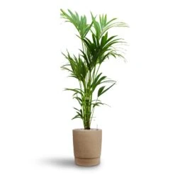 Chao Plant Pot - Concrete -Garden Potted Plant Shop Howea Kentia Palm Hydroculture 24 22 x 140cm Chao Plant Pot Concrete 32 x 42.5cm 7174e835 497c 4713 aef8 501210173b15
