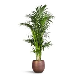 Lydia Plant Pot - Shiny Purple 22 Lydia Plant Pot - Shiny Purple -Garden Potted Plant Shop Howea forsteriana Kentia Palm 27x160cm Lydia Plant Pot Shiny Purple 36x32cm 1f562147 584e 4bf0 aba5 6356ff7836bd