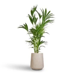 Raindrop Tube High Round Planter - Stone -Garden Potted Plant Shop Howea forsteriana Kentia Palm 27x170cm Raindrop Tube High Round Planter Stone 37x42cm