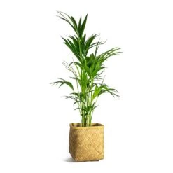 Kobe Bamboo Planter -Garden Potted Plant Shop Howea forsteriana Kentia Palm Kobe Bamboo Planter plant pot d4b468b9 ff2a 4eae a3e3 c89bdebec049