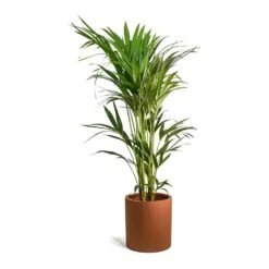 Max Refined Planter - Canyon Orange -Garden Potted Plant Shop Howea forsteriana Kentia Palm Max Refined Planter Canyon Orange 9de8b94b 8e23 44f1 aa6f 0d16a28e7f8a