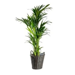 Nanna Wikr Plant Basket - Dark Brown -Garden Potted Plant Shop Howea forsteriana Kentia Palm Nanna Wikr Plant Basket dark brown d92ed21a 0c8b 4ebc a04d 94c0555e7386