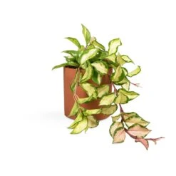 Puk Refined Planter - Canyon Orange -Garden Potted Plant Shop Hoya carnosa Tricolor Wax Plant 12x20cm Puk Refined Planter Canyon Orange 15x15cm 03b68b8f f36b 4315 af6c 9c7784909c26