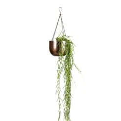 Mayfair Hanging Plant Pot - Mocha -Garden Potted Plant Shop Hoya linearis Linear Porcelain Plant 14x40cm Mayfair Hanging Plant Pot Mocha 21x16cm a4633362 8240 4dd6 a42f 819f23eb26c3