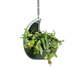 Gradient Hanging Cocoon - Matt Forest 10 Gradient Hanging Cocoon - Matt Forest -Garden Potted Plant Shop Hoya rosita Tropical Wax Plant 14x20cm Gradient Hanging Cocoon Matt Forest 20x24cm 2 c76dc3af 483d 4e2c a656 49aac75c48c0