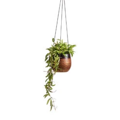 Mya Hanging Planter - Shiny Mocha 13 Mya Hanging Planter - Shiny Mocha -Garden Potted Plant Shop Hoya wayetii Tricolor Wax Plant 14x30cm Mya Hanging Planter Shiny Mocha 18x16cm