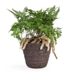 Humata Tyermannii - White Rabbit's Foot Fern -Garden Potted Plant Shop Humata tyermannii White Rabbit s Foot Fern 12x20cm Igmar Plant Basket Grey 15x12cm