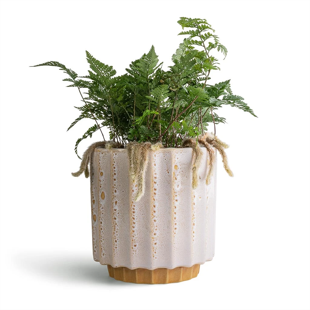 Lugano Scalloped Plant Pot - Mustard 2 Lugano Scalloped Plant Pot - Mustard - Image 2