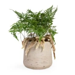 Humata Tyermannii - White Rabbit's Foot Fern -Garden Potted Plant Shop Humata tyermannii White Rabbit s Foot Fern 12x20cm Patt Plant Pot Grey Washed 17x14cm