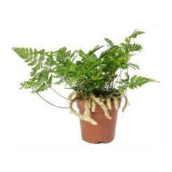 Humata Tyermannii - White Rabbit's Foot Fern -Garden Potted Plant Shop Humata tyermannii White Rabbits Foot Fern