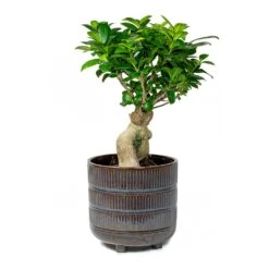 Ficus Ginseng - Indian Laurel -Garden Potted Plant Shop Indian Laurel Ficus Ginseng Denise Sky Blue a6d262a0 45cc 4180 9d68 d036bd3c90ba