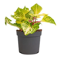 Iresine Herbstii Rich Goldstar - Yellow Bloodleaf 6 Iresine Herbstii Rich Goldstar - Yellow Bloodleaf -Garden Potted Plant Shop Iresine herbstii Goldstar Yellow Bloodleaf 13cm