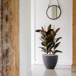 Jesslyn Granite Planter - Midnight Black -Garden Potted Plant Shop Jesslyn Granite Planter Midnight Black Lifestyle 3