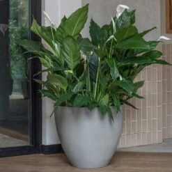 Jesslyn Refined Planter - Clouded Grey -Garden Potted Plant Shop Jesslyn Refined Planter Clouded Grey Peace Lillies