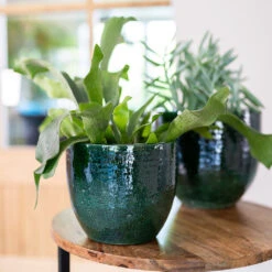 Garden Potted Plant Shop -Garden Potted Plant Shop Jolin Forest 3