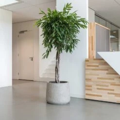 Garden Potted Plant Shop -Garden Potted Plant Shop Jumbo Patt Planter Stone Washed Indoor Tree