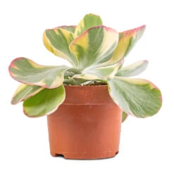 Kalanchoe Luciae Fantastic - Paddle Plant 9 Kalanchoe Luciae Fantastic - Paddle Plant -Garden Potted Plant Shop Kalanchoe luciae Fantastic Paddle Plant 2
