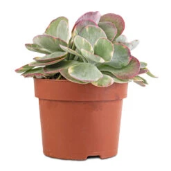 Kalanchoe Luciae Fantastic - Paddle Plant 11 Kalanchoe Luciae Fantastic - Paddle Plant -Garden Potted Plant Shop Kalanchoe luciae Fantastic Paddle Plant