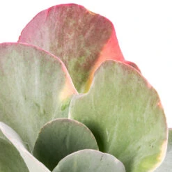 Kalanchoe Luciae Fantastic - Paddle Plant 10 Kalanchoe Luciae Fantastic - Paddle Plant -Garden Potted Plant Shop Kalanchoe luciae Fantastic Paddle Plant SWATCH