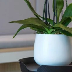 Kevan Essentials Plant Pot - Matt White -Garden Potted Plant Shop Kevan Plant Pot Matt White Close Up