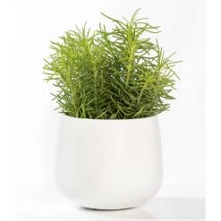 Kevan Essentials Plant Pot - Matt White -Garden Potted Plant Shop Kevan Plant Pot Matt White Houseplant