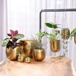 Kody Metal Plant Pots - Set Of 3 - Large - Gold 10 Kody Metal Plant Pots - Set Of 3 - Large - Gold -Garden Potted Plant Shop Kody Metal Plant Pots Set of 2 Small Gold Lifestyle 03 bf2f59c4 923f 4f0e a93b e51472cb34a5
