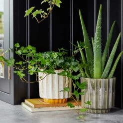 Lugano Scalloped Plant Pot - Mustard 13 Lugano Scalloped Plant Pot - Mustard -Garden Potted Plant Shop LIfestyle Lugano Scalloped Plant Pot