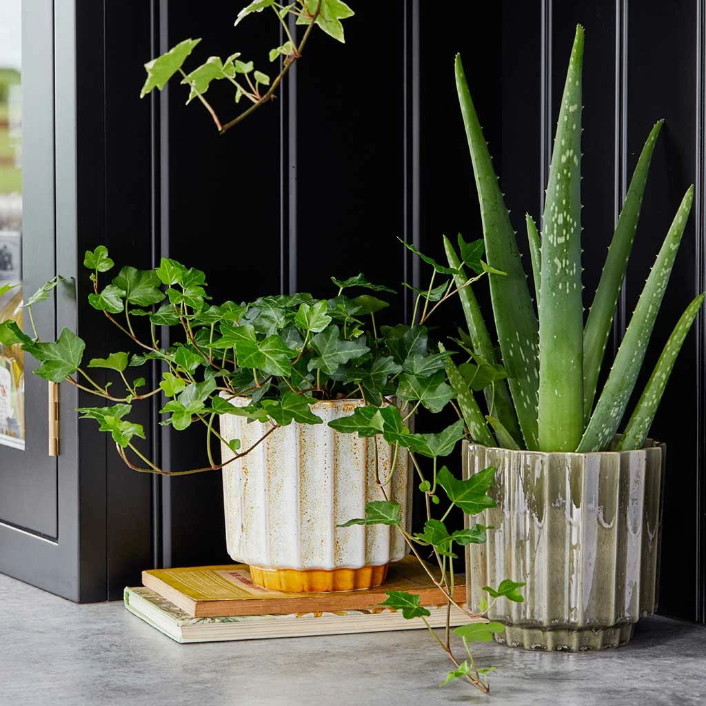 Lugano Scalloped Plant Pot - Mustard 6 Lugano Scalloped Plant Pot - Mustard - Image 6