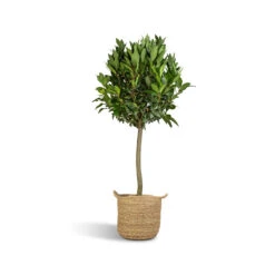 Laurus Nobilis - Bay Tree 16 Laurus Nobilis - Bay Tree -Garden Potted Plant Shop Laurus Nobilis Bay Tree 25x130cm Nelis Plant Basket Natural 28x27cm ad0709c6 9647 4ddb a109 2077ca228b1e