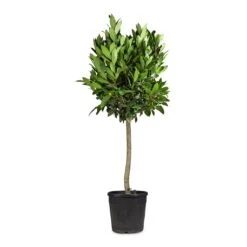 Laurus Nobilis - Bay Tree 13 Laurus Nobilis - Bay Tree -Garden Potted Plant Shop Laurus nobilis Bay Tree 25x130cm 2