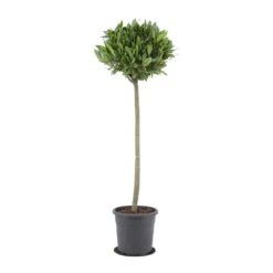 Laurus Nobilis - Bay Tree 18 Laurus Nobilis - Bay Tree -Garden Potted Plant Shop Laurus nobilis Bay Tree 25x130cm
