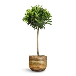Laurus Nobilis - Bay Tree 14 Laurus Nobilis - Bay Tree -Garden Potted Plant Shop Laurus nobilis Bay Tree 25x130cm Jane Plant Baskets Set5 Jungle