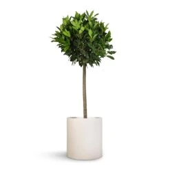 Max Refined Planter - Natural White 14 Max Refined Planter - Natural White -Garden Potted Plant Shop Laurus nobilis Bay Tree 25x130cm Max Refined Planter Natural White 29x29.5cm 60aea5e9 dce7 4349 9dcd da1f6b99943b