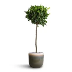 Tarra Plant Pot - Forest -Garden Potted Plant Shop Laurus nobilis Bay Tree 25x130cm Tarra Plant Pot Forest 29x25cm 92f71aed ac19 41a1 b346 2acab6b339d3