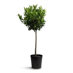 Laurus Nobilis - Bay Tree 15 Laurus Nobilis - Bay Tree -Garden Potted Plant Shop Laurus nobilis Bay Tree 25x130cm b83f2498 0028 4b71 96b3 27282ef7ecba