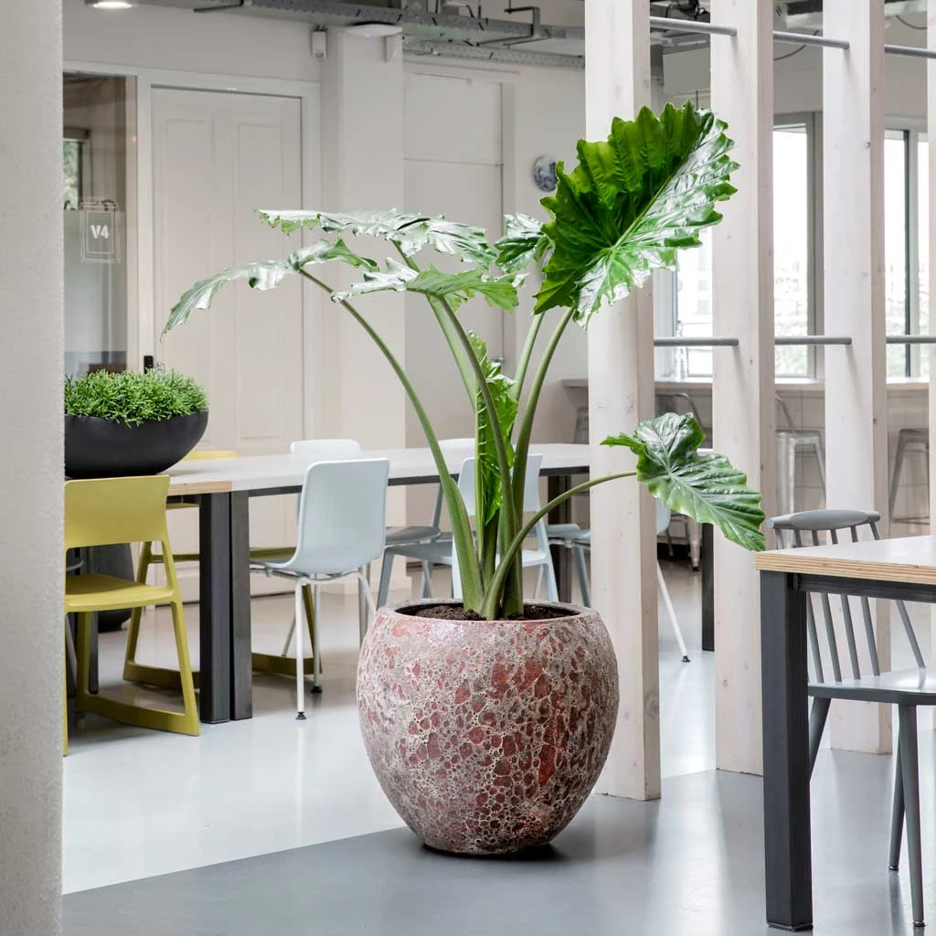 Lava Balloon Relic Planter - Pink 7 Lava Balloon Relic Planter - Pink - Image 7