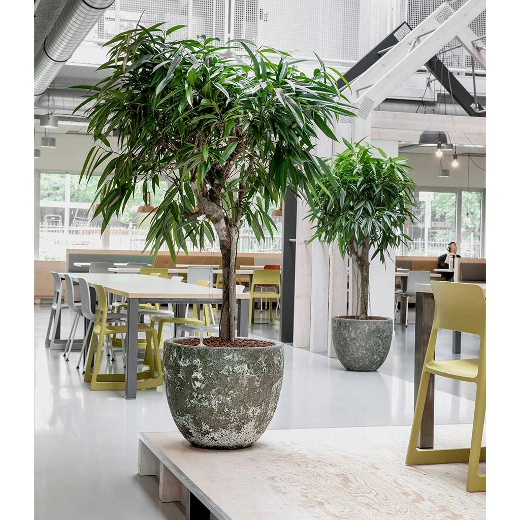 Lava Couple Relic Planter - Jade 2 Lava Couple Relic Planter - Jade - Image 2