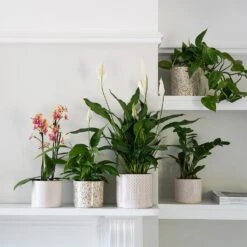 Lazzaro Plant Pot - Linen Effect -Garden Potted Plant Shop Lazzaro Plant Pot Linen Effect 18 x 16cm