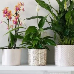 Lazzaro Plant Pot - Sage Foliage 11 Lazzaro Plant Pot - Sage Foliage -Garden Potted Plant Shop Lazzaro Plant Pot Sage Foliage 15 x 13cm