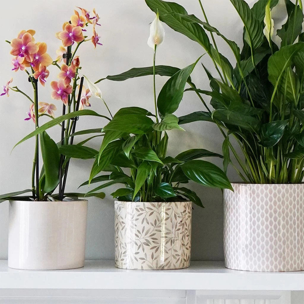 Lazzaro Plant Pot - Sage Foliage 5 Lazzaro Plant Pot - Sage Foliage - Image 5