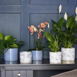 Lazzaro Plant Pot - Vintage Bird 12 Lazzaro Plant Pot - Vintage Bird -Garden Potted Plant Shop Lazzaro Plant Pot Vintage Bird 15 x 13cm