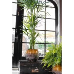 Lindy Plant Pot - Ochre -Garden Potted Plant Shop Lindy Plant Pot Ochre Kentia Palm