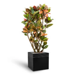 Line-Up Cube Planter - Matt Black 7 Line-Up Cube Planter - Matt Black -Garden Potted Plant Shop Line Up Cube Planter Matt Black Croton