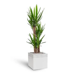 Line-Up Cube Planter - Matt White -Garden Potted Plant Shop Line Up Cube Planter Matt White Yucca