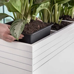Line-Up Cube Planter - Matt White -Garden Potted Plant Shop Line Up Tall Square Planter Matt White Lifestyle d7ee9310 8be7 4c44 81be 86c068dc217b