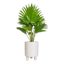 Pisa Plant Pot - White -Garden Potted Plant Shop Livistona rotundifolia Footstool Palm 14x60cm Pisa Plant Pot White 16x19cm