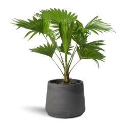 Patt Plant Pot - Black Washed -Garden Potted Plant Shop Livistona rotundifolia Footstool Palm Patt Plant Pot 9d1d8698 064b 4647 9daa b836a16daabd