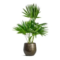 Ryan Plant Pot - Shiny Gold -Garden Potted Plant Shop Livistona rotundifolia Footstool Palm Ryan Plant Pot Shiny Gold 599e8d31 e617 4436 a26a aec82542de36